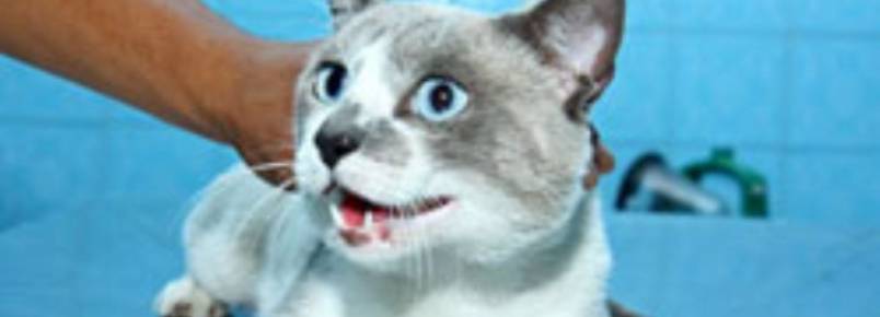 “O Melhor Amigo do Homem” recolhe gato abandonado