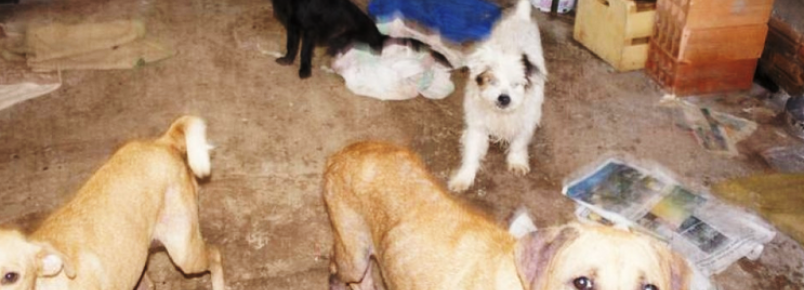 Mulher recolheu mais de 80 cães abandonados
