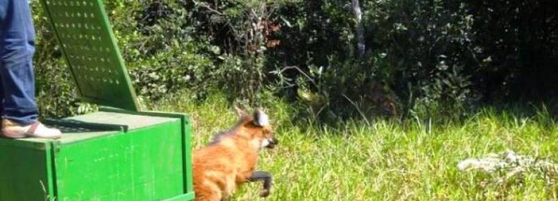 Animais silvestres so soltos no Recanto Ecolgico Rio da Prata