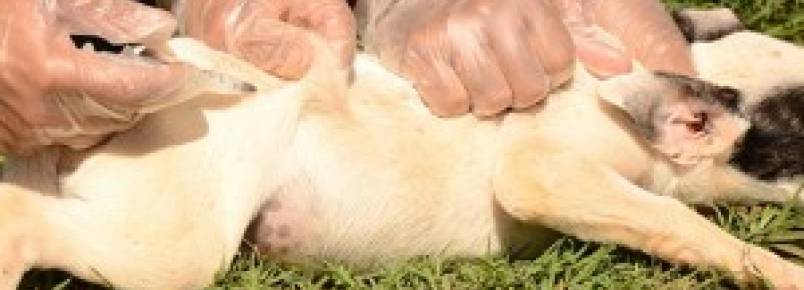 Corumbá segue com ações de combate a raiva anima
