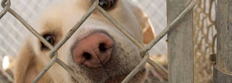 CCZ de So Paulo cria site para divulgar animais que esto h tempos em fila de adoo