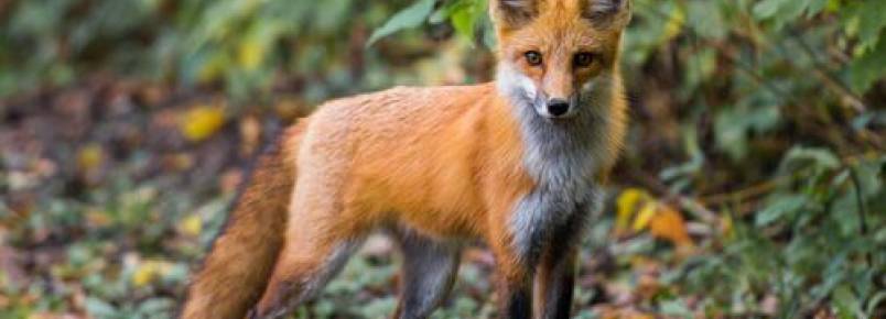 A raposa é perigosa: verdade ou não?