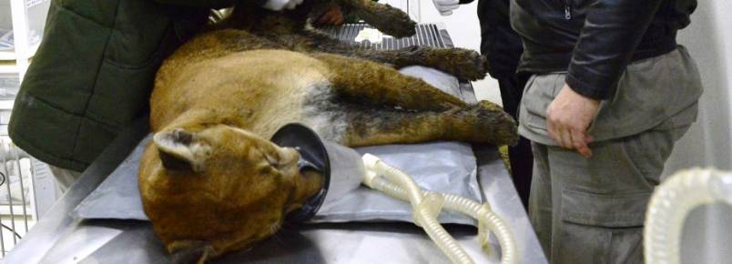 Puma vtima de atropelamento  resgatado em Cambar do Sul