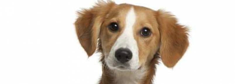 Documentário quer incentivar a adoção de cães sem raça definida
