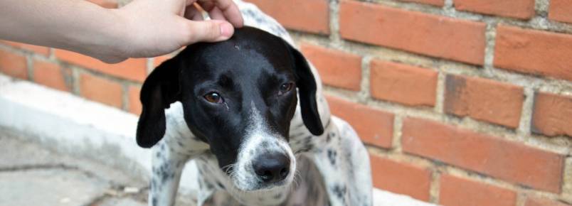Bem Estar Animal atende 142 animais no mês de julho