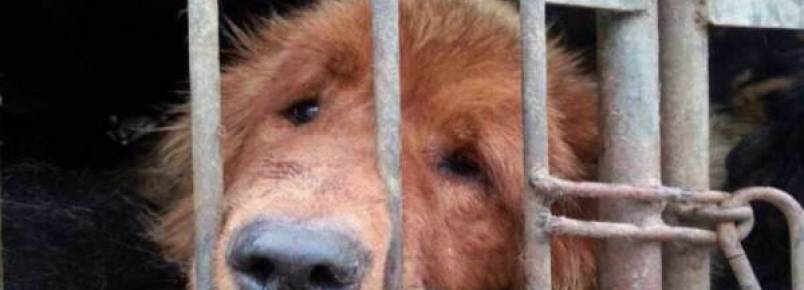 ONG resgata 3.280 cães destinados ao consumo humano na China