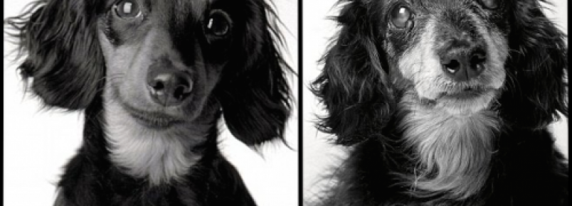 Fotógrafa cria série mostrando a transformação dos cães filhotes em idosos 