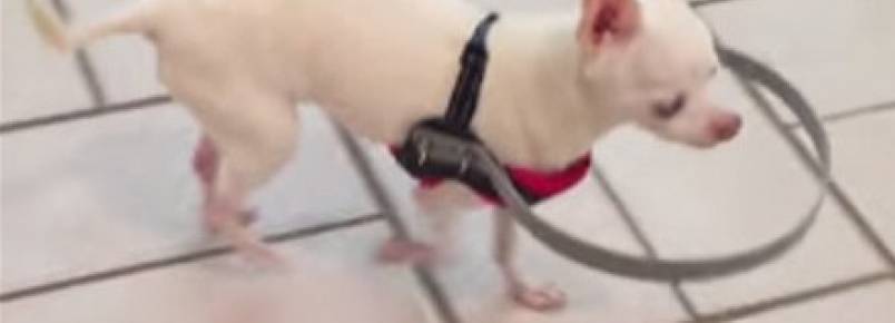 Cão cego ganha acessório para andar com segurança