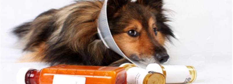 ONG promove "vaquinha" para medicar mil gatos e cachorros