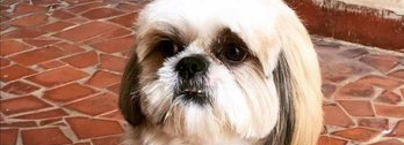 Fofura: cachorro avisa que fez coc e vdeo viraliza na internet