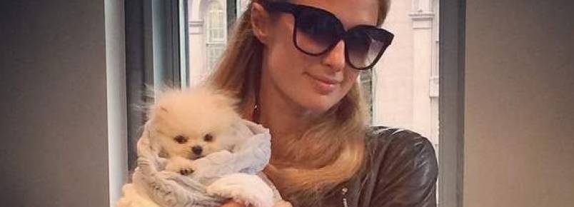 Paris Hilton paga R$ 29 mil em cachorro e enfurece a PETA