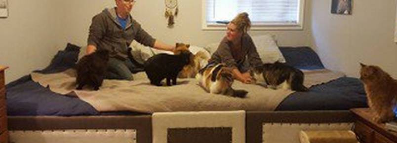 Casal constrói cama maior para abrigar todos os seus pets