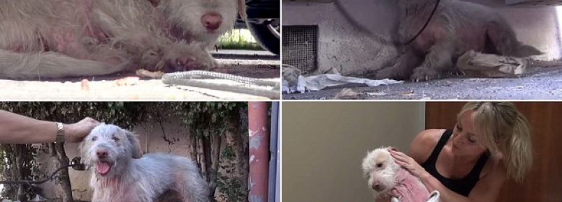Cachorro  resgatado aps passar sete meses morando debaixo de carro nos EUA
