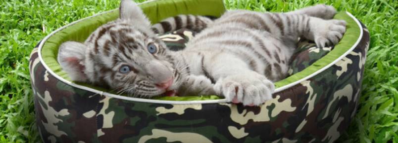 Uma família tem tigres como animais de estimação