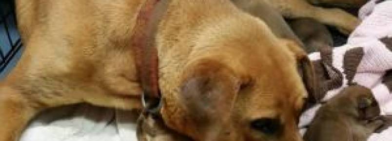 Cadela esconde filhotes em buraco até receber ajuda