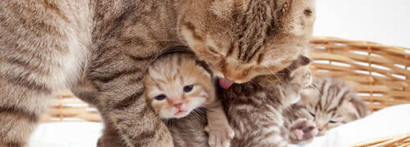 O parto da gata: 6 sintomas perigosos