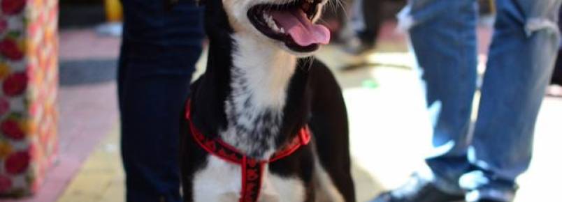 Holanda se torna o primeiro país do mundo sem cães abandonados