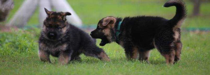 Convivência entre cães: como apresentar os filhotes