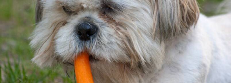 Os benefícios da cenoura para seu cão