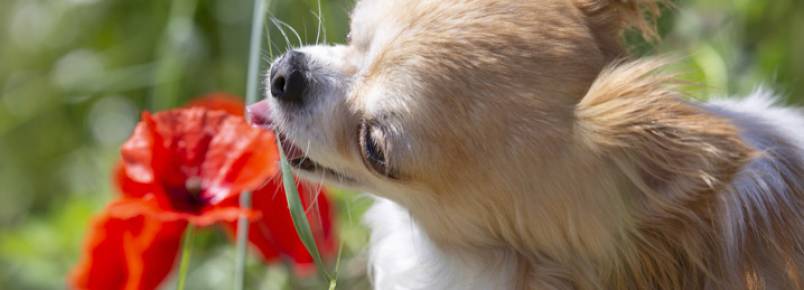 Plantas venenosas para cachorros: quais so e o que elas provocam