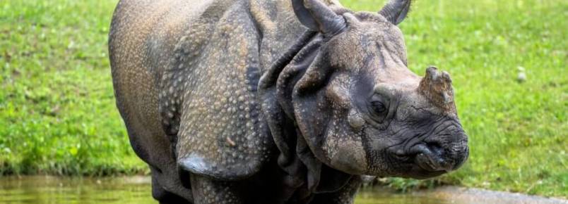 Rinoceronte-indiano: habitat e caractersticas