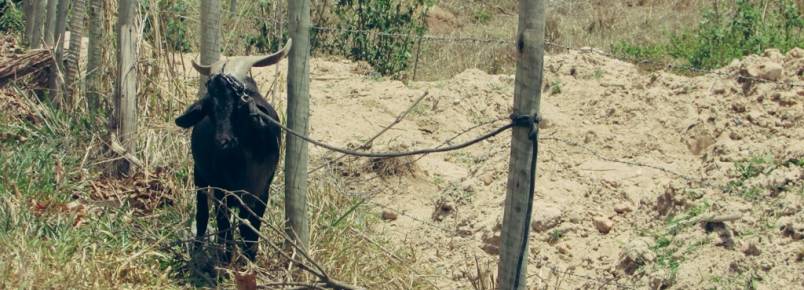 COVARDIA: Animal amarrado sem água no sol quente no Morro Escuro , em Santa Maria de Itabira, MG