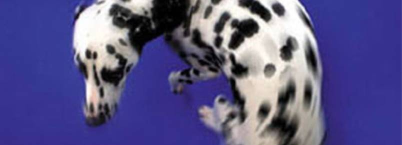 Por que os cachorros tem o hábito de girar antes de deitar?