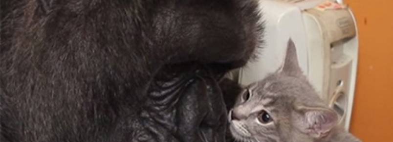 Conheça a gorila que tem dois gatos de estimação