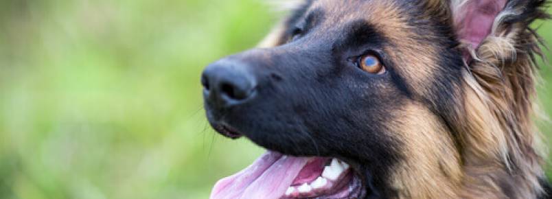 Potencialize a autoconfiança de seu cão