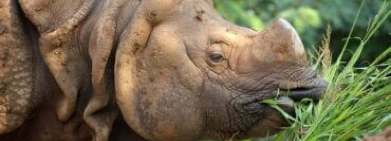 O que os rinocerontes comem?