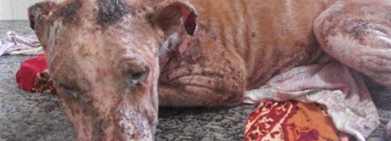 Ação da polícia e Afocato evitam que cachorro seja enterrado vivo