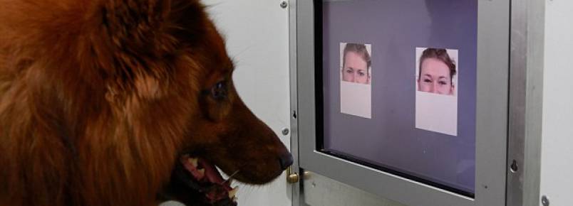 Os cães sabem o que estamos sentindo através das nossas expressões faciais