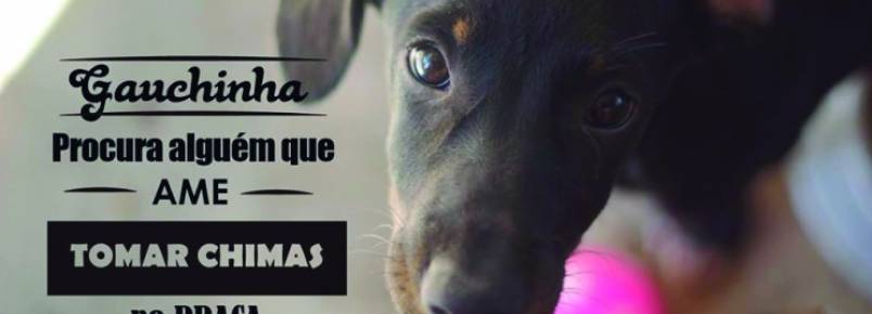 ONG hospeda mais de 400 animais para adoção