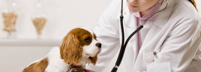 5 coisas que devemos fazer por nossos cachorros que eles não conseguem fazer sozinhos