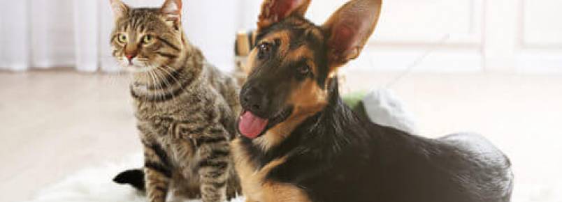 Cachorros e gatos: os melhores exemplos de amizade