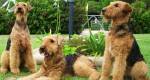 Airedale Terrier 