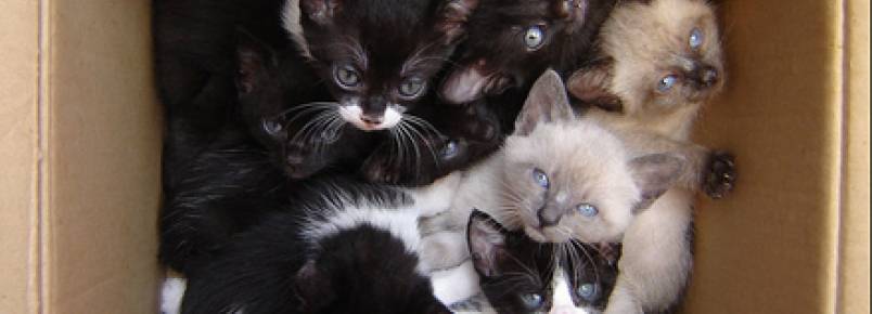 O enigma por trás dos acumuladores de animais. Amantes ou monstros? 