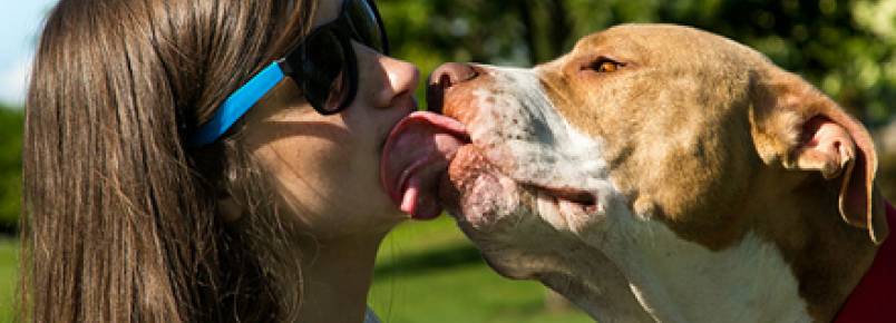 Beijo de cão pode fazer bem à saúde