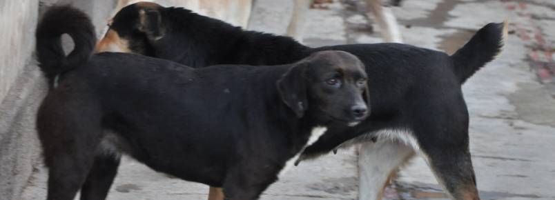 Prefeitura anuncia projetos de atenção aos animais de rua