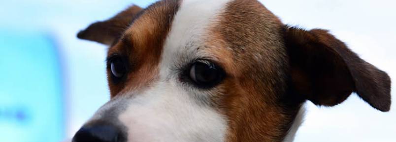 Caraguá promove 1ª Feira de Adoção de Cães e Gatos