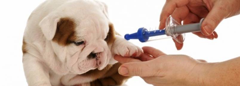 Entenda como funciona a vermifugação de pets e os benefícios