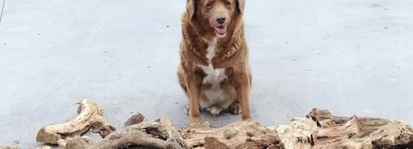 Cachorro mais velho do mundo completa 31 anos 