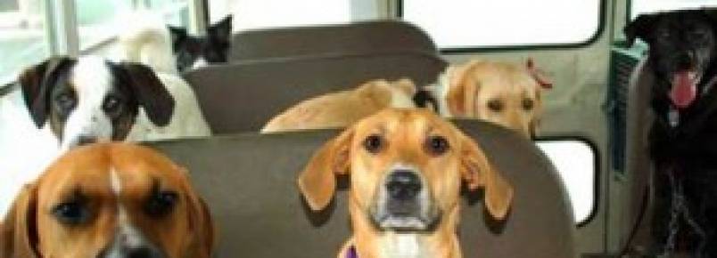 Vereadora quer regulamentar transporte de cães em coletivo