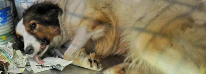 Veterinário é processado por maus-tratos a cães usados em pesquisa na UFSM