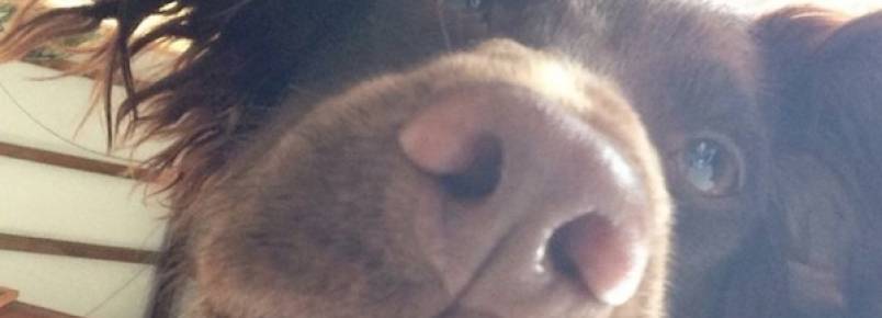 ‘Selfies’ de animais viram nova moda da web