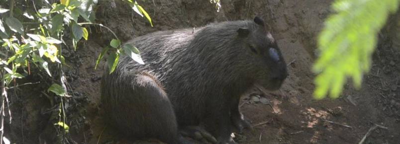 Ao tenta identificar capivaras nas margens do rio Sorocaba