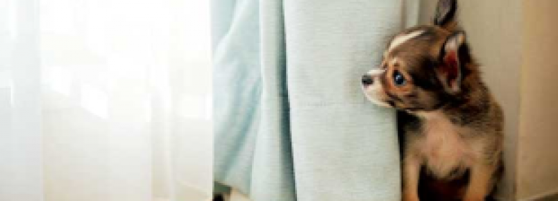 Veterinários dão dicas do que fazer - ou não - com seu bichinho quando ocorrer estouros de fogos de artifício