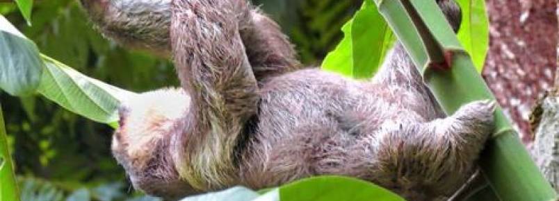 Campus da UFAM abriga animais raros como gavião e sauim-de-coleira, dizem pesquisadores