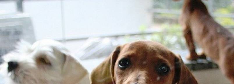 Cãozinho não esconde a alegria ao ser adotado