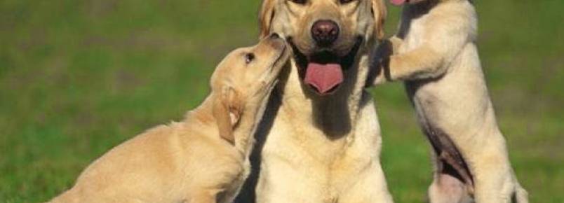 Estudo revela que os cães ignoram as pessoas que não gostam de seus tutores
